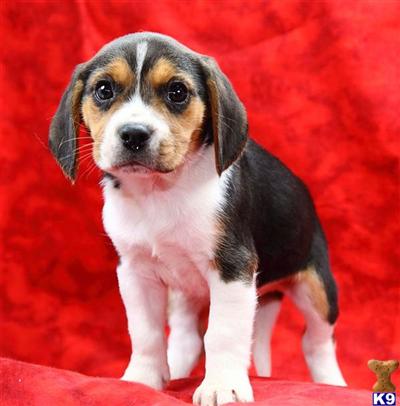 Beagle Puppies for Sale