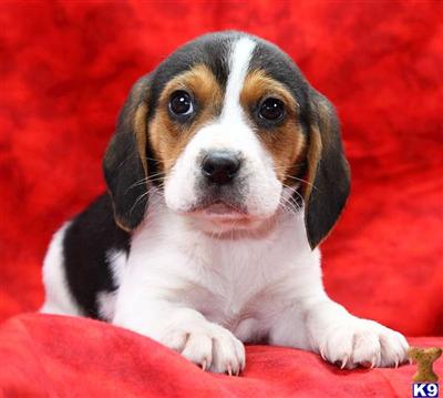 Beagle Puppies for Sale