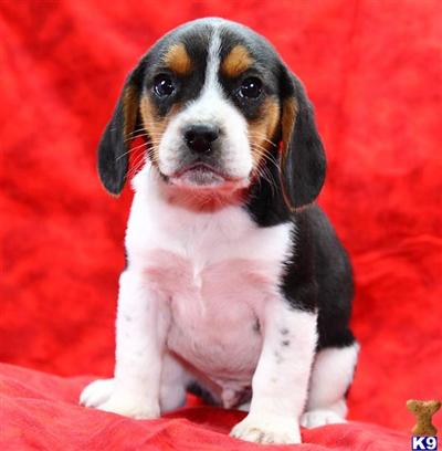 Beagle Puppies for Sale