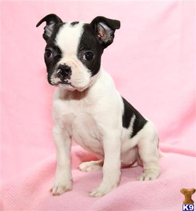 Boston Terrier Puppies for Sale