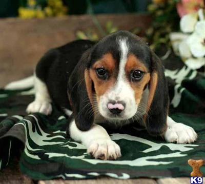 Beagle Puppies for Sale