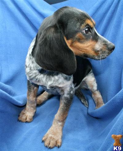 Beagle Puppies for Sale