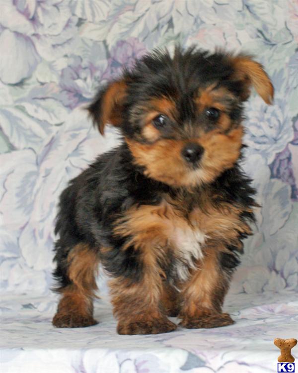Puppies in Harrisburg