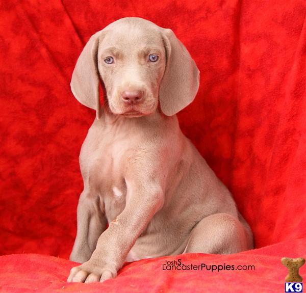 Puppies in Harrisburg