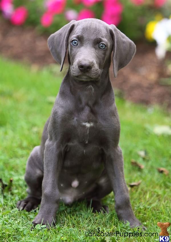 Puppies in Harrisburg