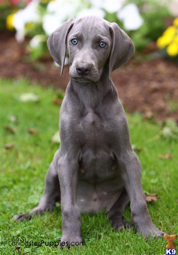Weimaraner Puppies for Sale Weimaraner Puppies for Sale