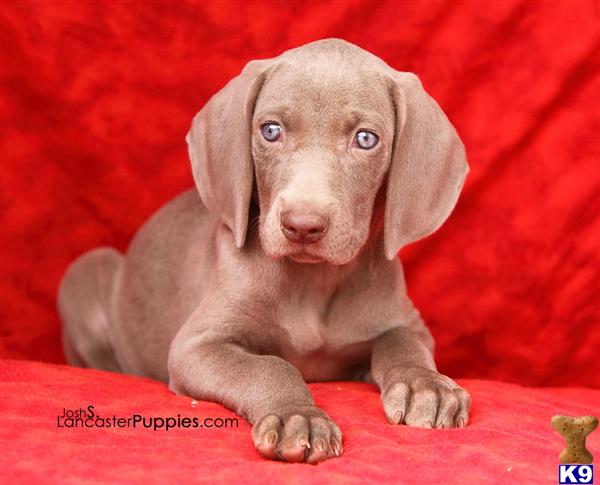 Puppies in Harrisburg