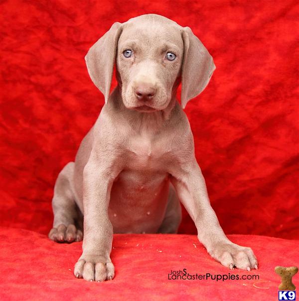 Puppies in Harrisburg