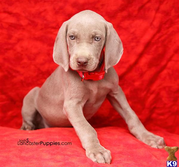 Puppies in Harrisburg