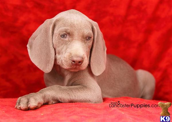 Puppies in Harrisburg