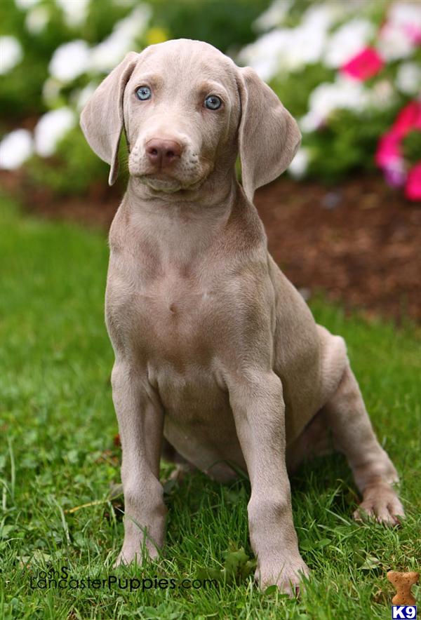 Puppies in Harrisburg