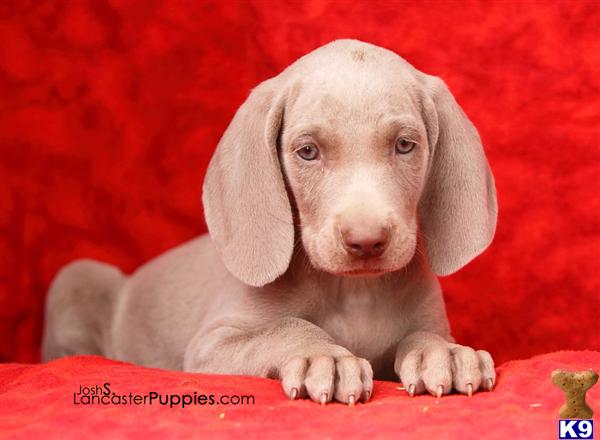 Puppies in Harrisburg