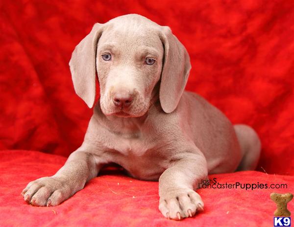 Puppies in Harrisburg