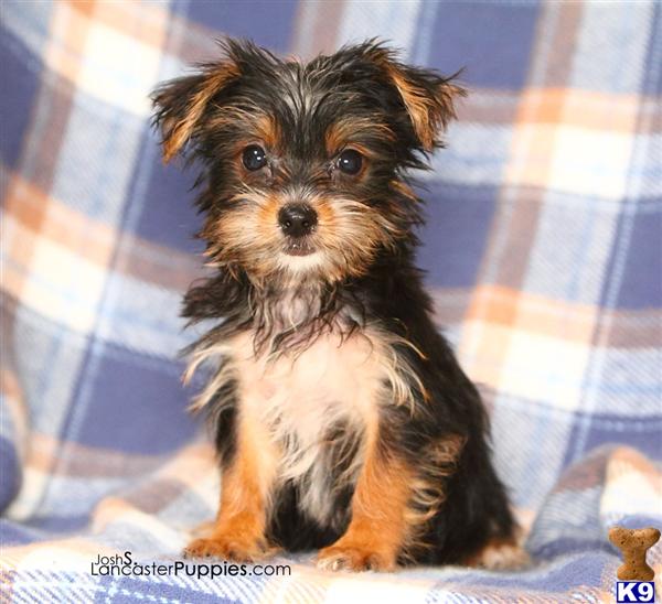 Puppies in Harrisburg