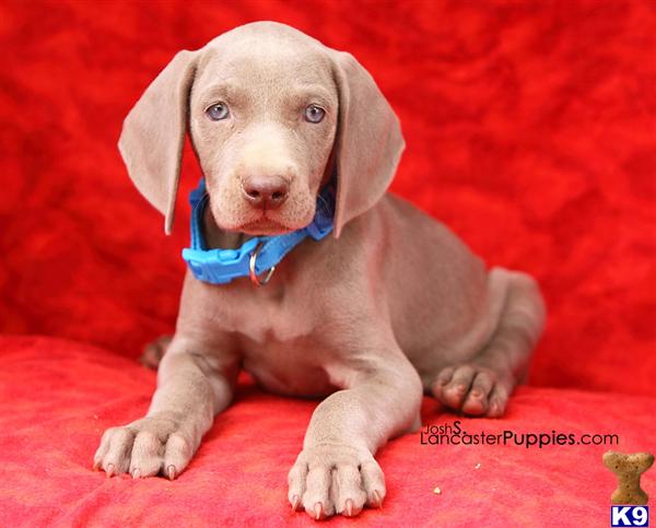 Puppies in Harrisburg