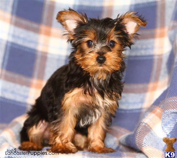 Puppies in Harrisburg