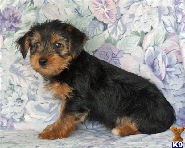 Puppies in Harrisburg