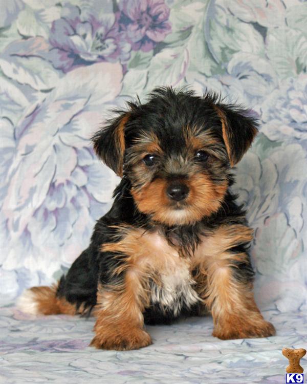Puppies in Harrisburg