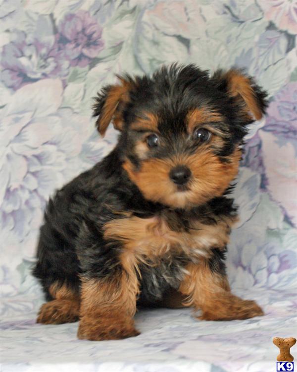 Puppies in Harrisburg