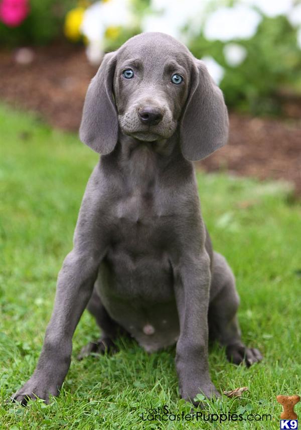 Puppies in Harrisburg