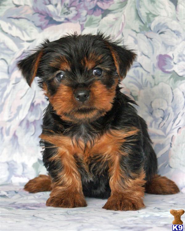 Puppies in Harrisburg