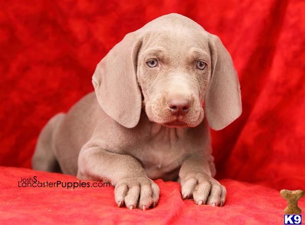 Puppies in Harrisburg
