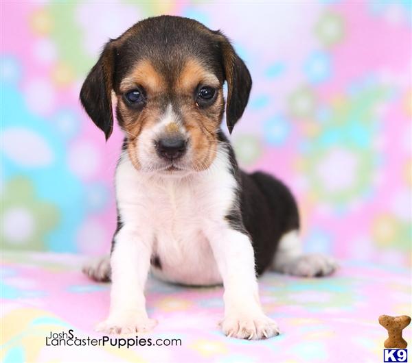 Beagle Puppies for Sale