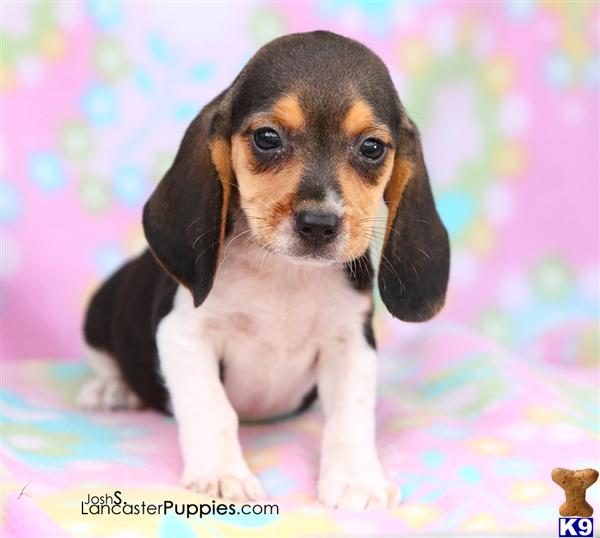 Beagle Puppies for Sale