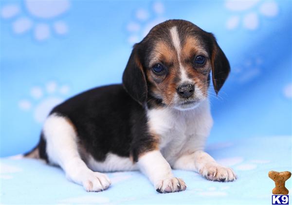 Beagle Puppies for Sale