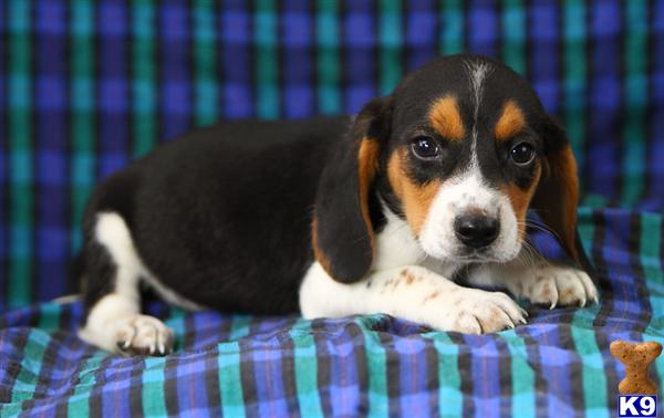 Beagle Puppies for Sale