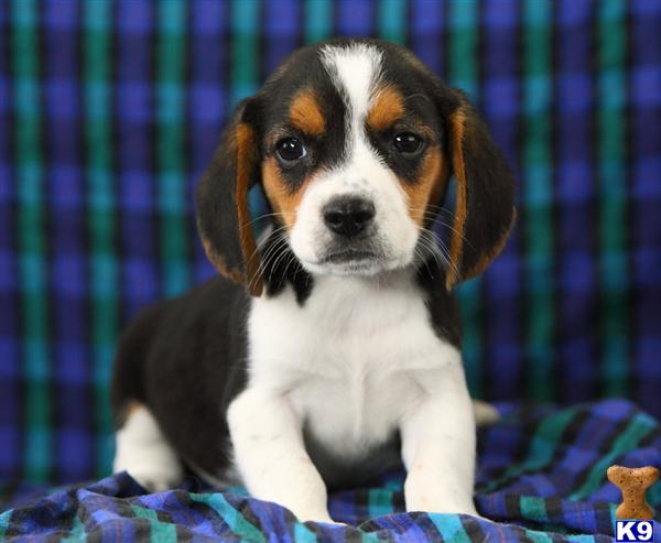 Beagle Puppies for Sale