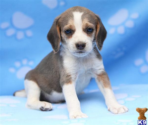 Beagle Puppies for Sale