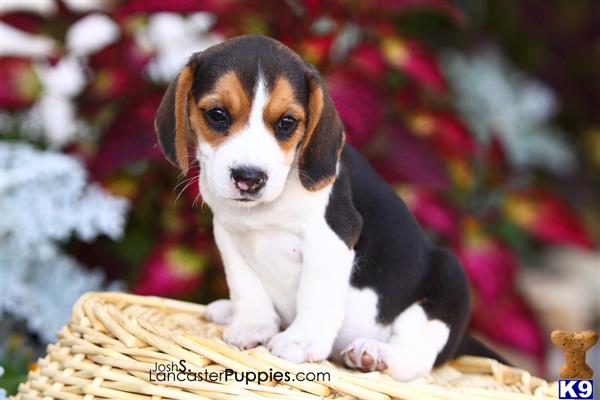 Beagle Puppies for Sale