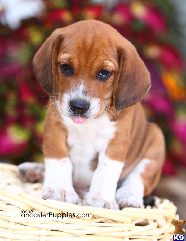 Beagle Puppies for Sale