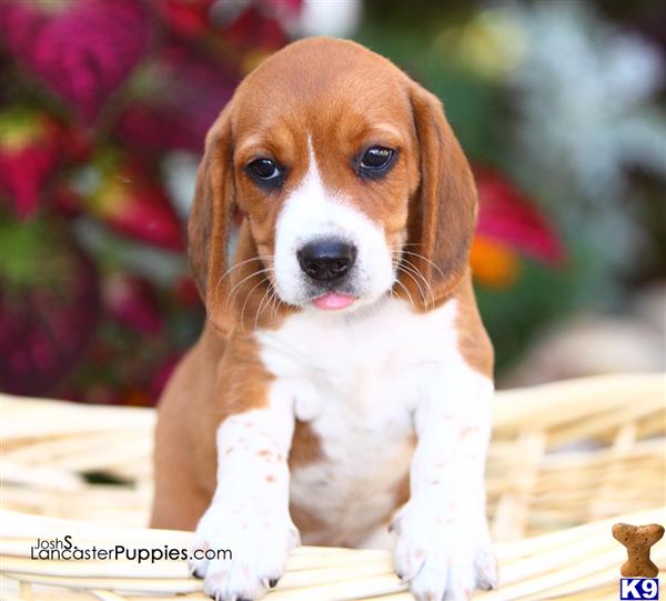 Beagle Puppies for Sale