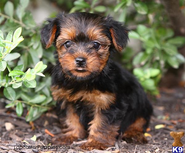 Puppies in Harrisburg
