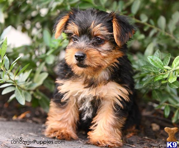Puppies in Harrisburg