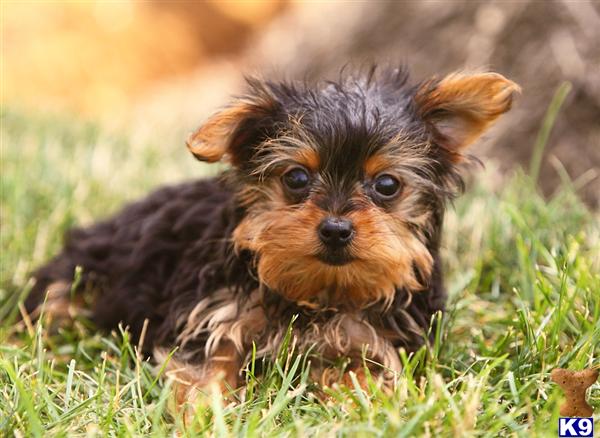 Puppies in Harrisburg