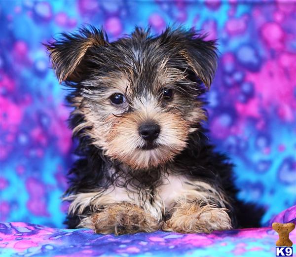 Puppies in Harrisburg