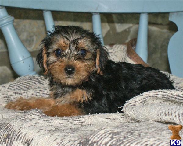 Puppies in Harrisburg