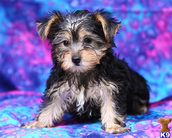 Puppies in Harrisburg