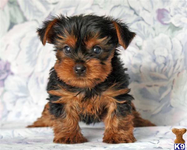Puppies in Harrisburg