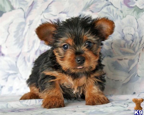 Puppies in Harrisburg