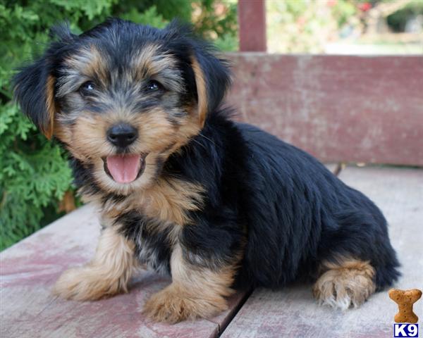 Puppies in Harrisburg