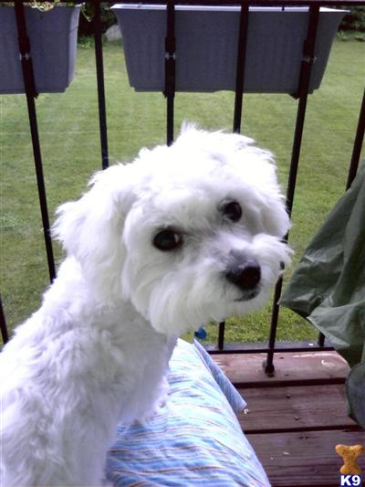 Maltese Puppies for Sale