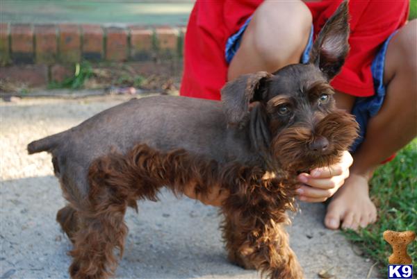 Stud Dogs - Miniature Schnauzer