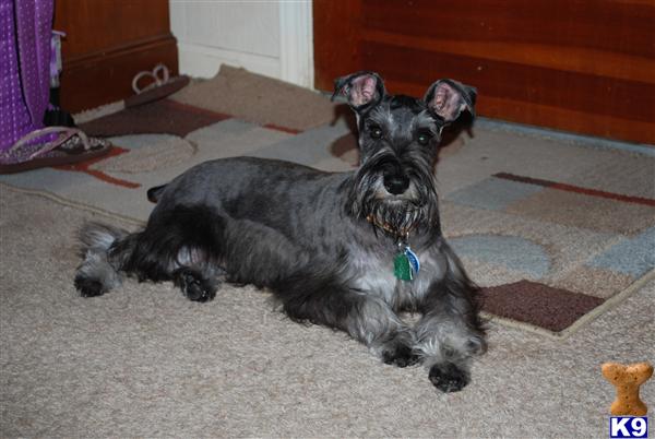 Stud Dogs - Miniature Schnauzer