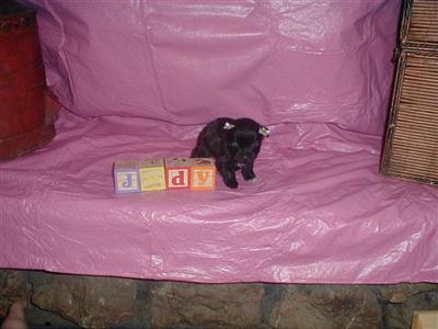 Cairn Terrier Puppies for Sale