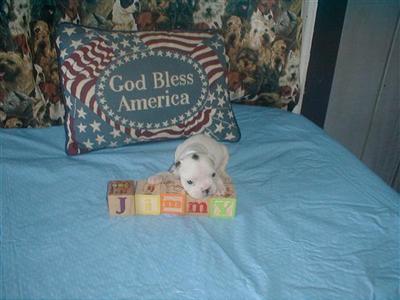 Puppies in AR