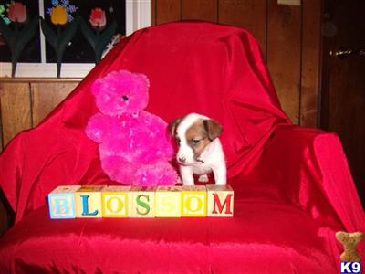 Puppies in AR
